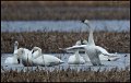 _7SB2260 tundra swans